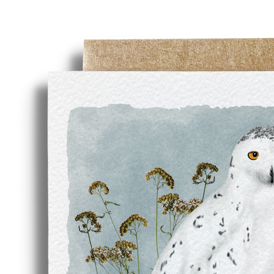 Snowy Owl Card